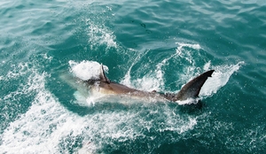 Diving with the Great White Shark