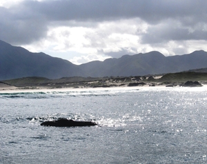 A Whale of a Time in Hermanus