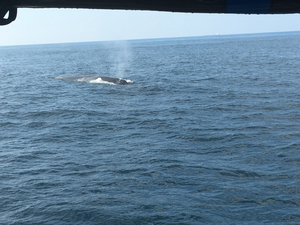 I saw the blue whale in Mirissa