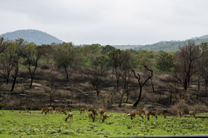 Remote hills aloof - Story of the unseen Ooty and Kodai