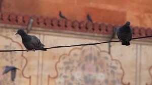 Choto so shahar, mahro Bikaner