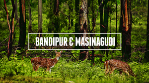 Bandipur & Masinagudi – The Reserves of Two States and Best Weekend Getaway
