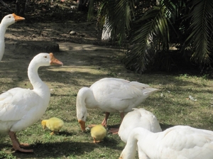 JIM CORBETT PARK: WILDLIFE, LANDSCAPE & BEYOND