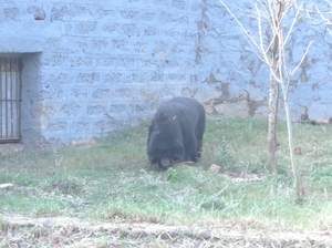 Wildlife, Nature and Heritage: Nandankanan