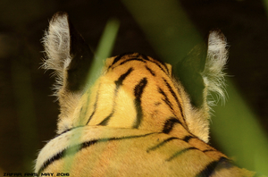 Because We Boast of Our Tigers in the Wild!