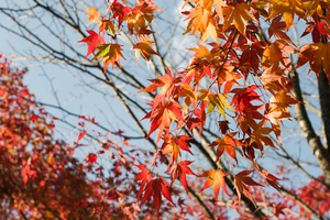 Autumn 2014: Lake Miyagase