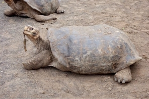 Galapagos Islands on a budget
