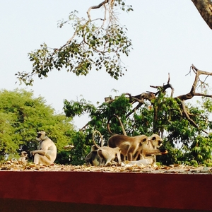 The underbelly of Indian culture - Ujjain
