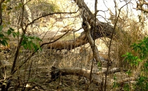 On The Tiger Trail