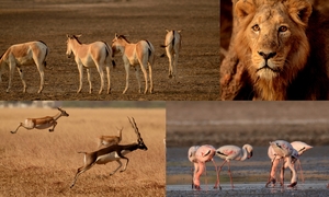 Budding wildlife photographer ?? then Gujarat is your place