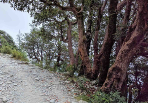 Terrific Triund | Gateway of the Golden Sunset and Shiny night