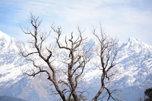 A roadtrip to the heaven called Munsyari