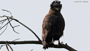 Delhi's own bird sanctuary-OBS!