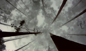 Kodaikanal: A trek through the misty woods