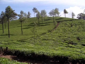 A Trip to Munnar –The Queen of Hill Stations in India & Top Reasons why You Should Visit this Kerala