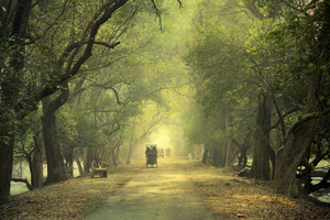 Day Trip To Keoladeo National Park - Pure Bliss For Bird Lovers!