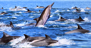 In the sea with Dolphins - Mirissa, South Sri Lanka