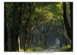 Bhaiya jungle dikhao...