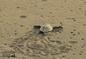 Velas Turtle Festival