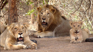 4 days short adventure trip to Porbandar & Gir forest national park