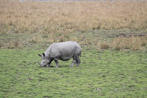 Pobitora Wildlife Sanctuary - A rhino here and a rhino there