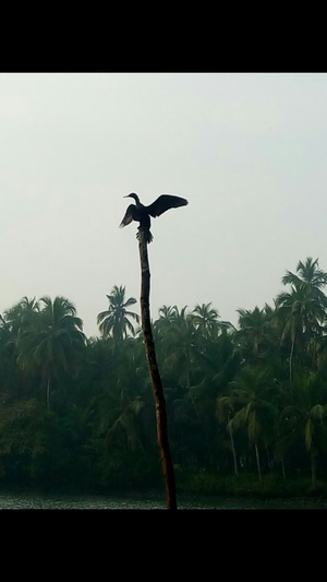 Jumadi Islands, in backwaters of river Suvarna, near Udipi, Mangalore