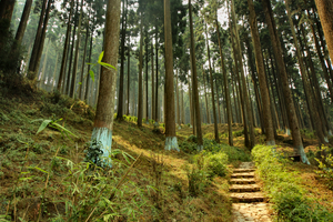 Lamhatta – Heaven in the Pines
