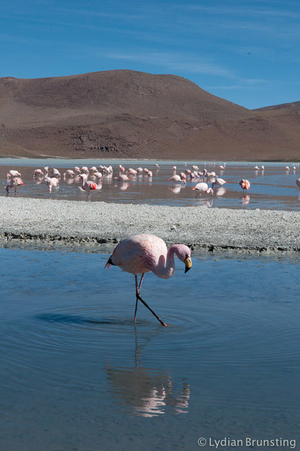 Small Wonders Of The Bolivian Highlands