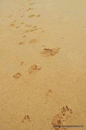 A Journey across India: Goa