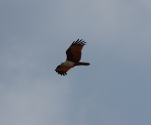 Bird Watching, Sights on the road trip to Tranquebar