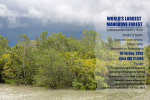 Tigers of Sundarbans