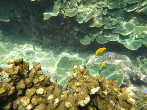 Snorkelling In Koh Tao