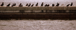 The Best Five Birding Sites in Mississippi
