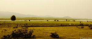 The dense forests of Satpura: Prologue