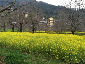 High in the Himalayas - Manali, Kasol, Tosh & Malana