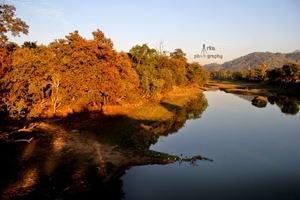 Rhino Faceoff – Kaziranga National Park