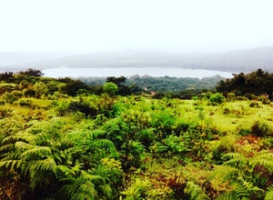 Kaas Plateau - Maharashtra's Valley Of Flowers