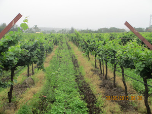 Sula vineyard: France in your backyard