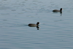 Asan Wetlands - Uttarakhand: A bird watcher's paradise
