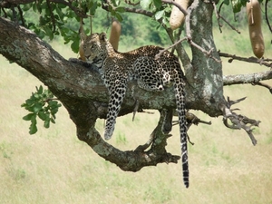 Kenya Tanzania Magical adventure