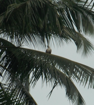 Paradise Lost: Kannur, Kerela