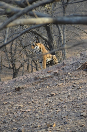 Tryst with the Tigers of Ranthambhore
