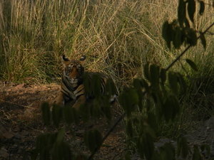 Ranthambore : People talk to animals
