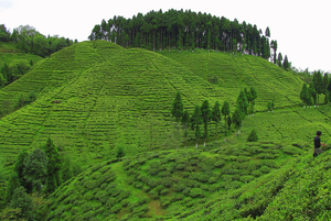 Time Travel to the Tea Gardens in North Bengal