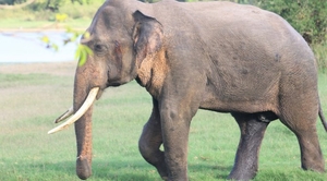 Sri Lanka
