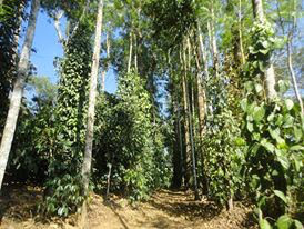The Resplendent Coorg