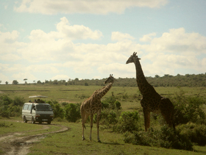 Amazing Kenya Wildlife Safaris