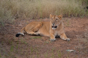 For the love of God and wildlife II (Gir National Park/ Wildlife Sanctuary)