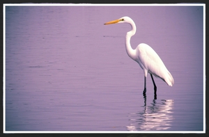 Bhigwan — Siberian birds’ winter holiday destination