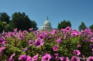 A Walk in Washington
